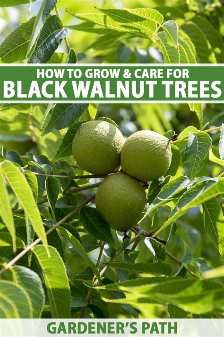 Is my black walnut tree worth anything?