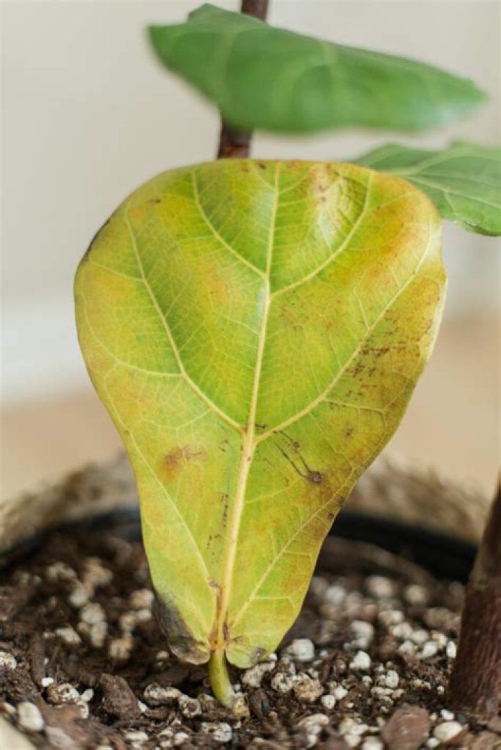 Is my fiddle leaf fig growing too fast?