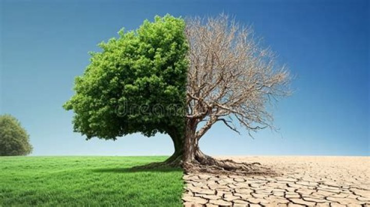 Is my ginkgo tree dying?