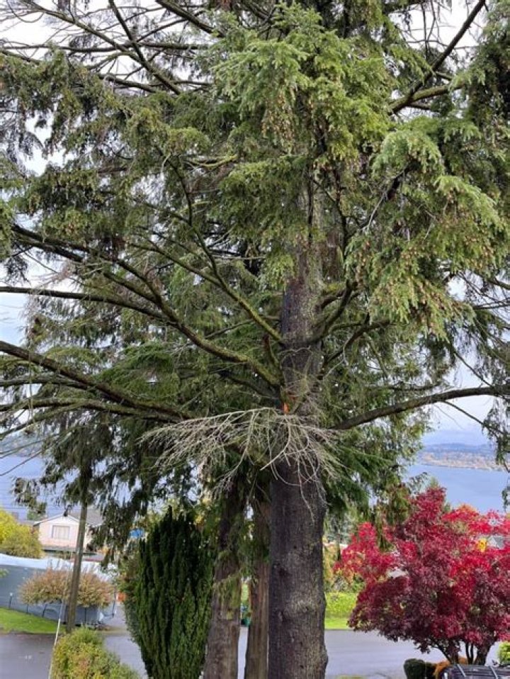 Is my hemlock dying?