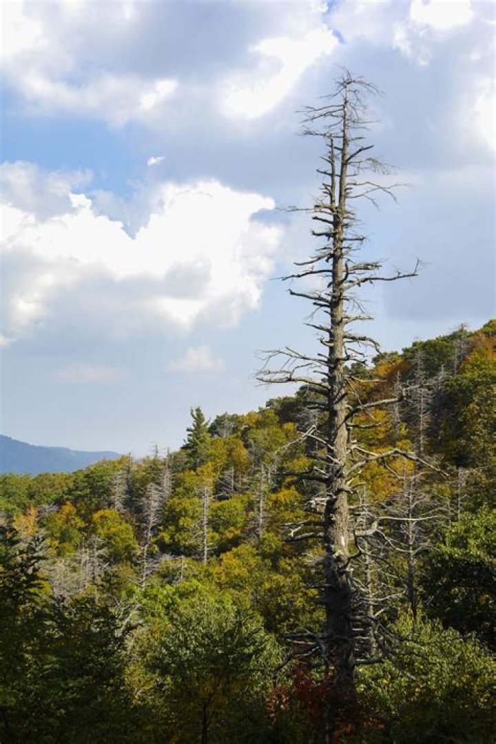 Is my hemlock tree dying?
