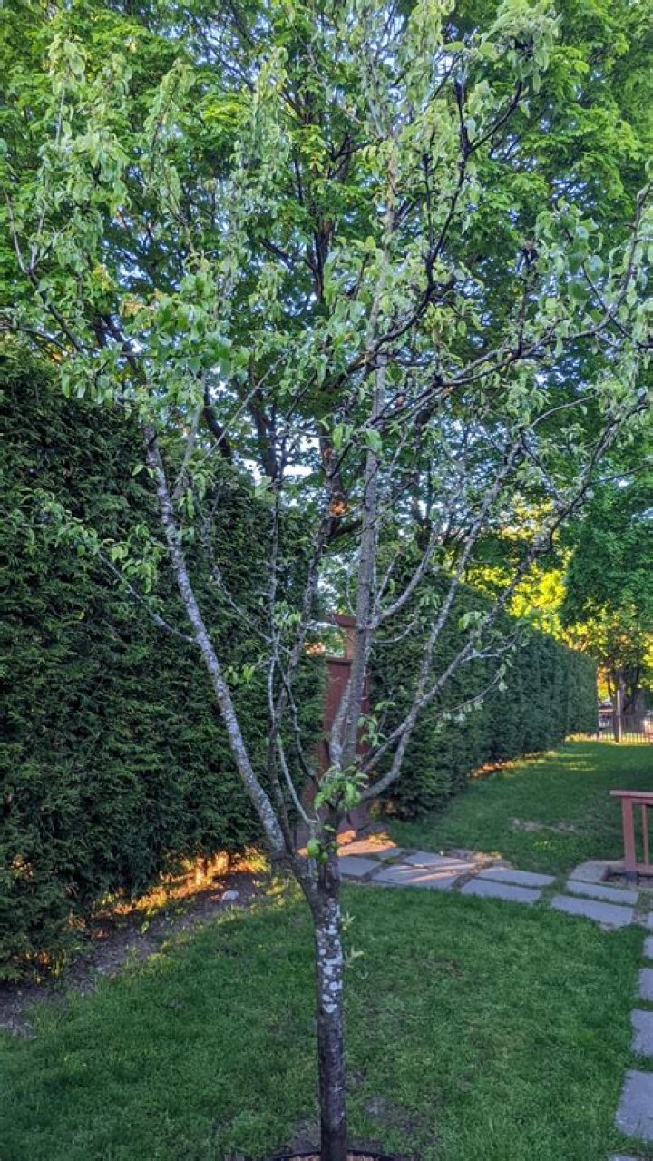 Is my pear tree dying?