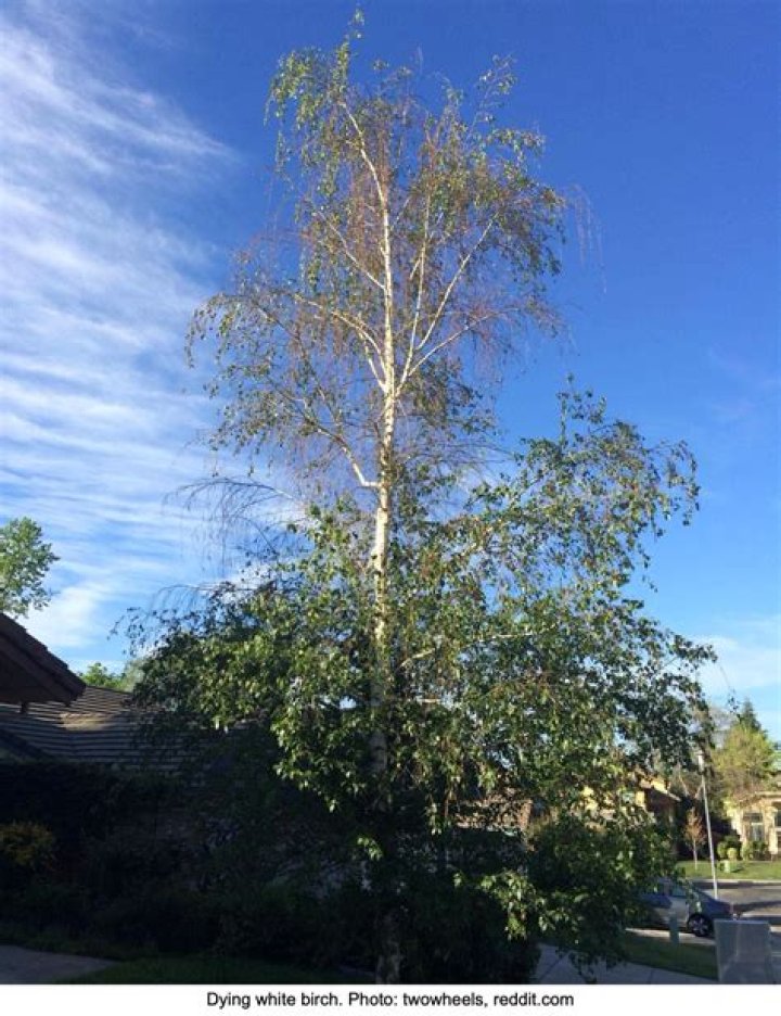 Is My river birch tree dying?