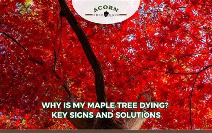 Is my silver maple tree dying?