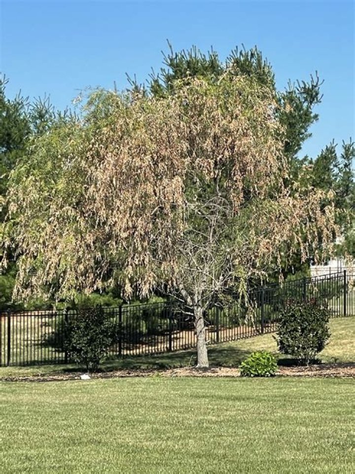 Is my weeping willow dying?
