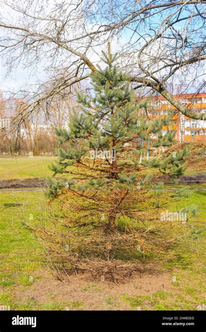 Is my white pine tree dying?