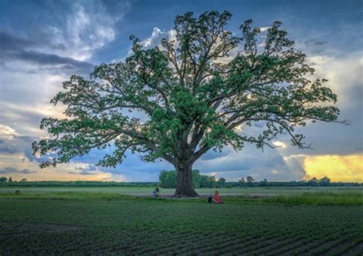 Is northern red oak a good tree?