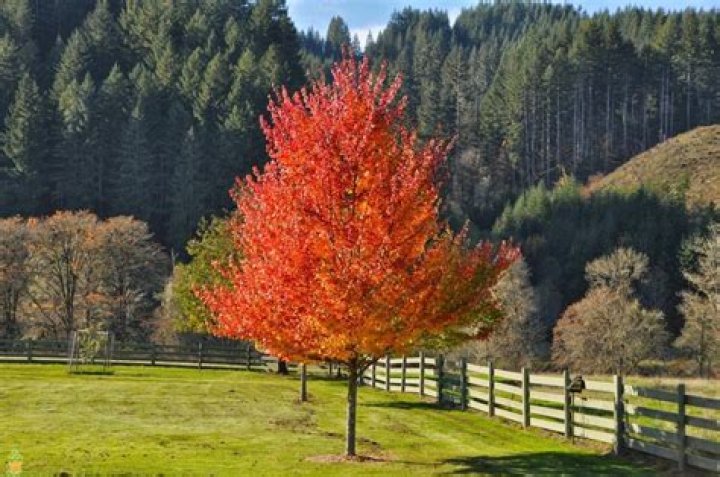 Is October Glory Maple a good tree?
