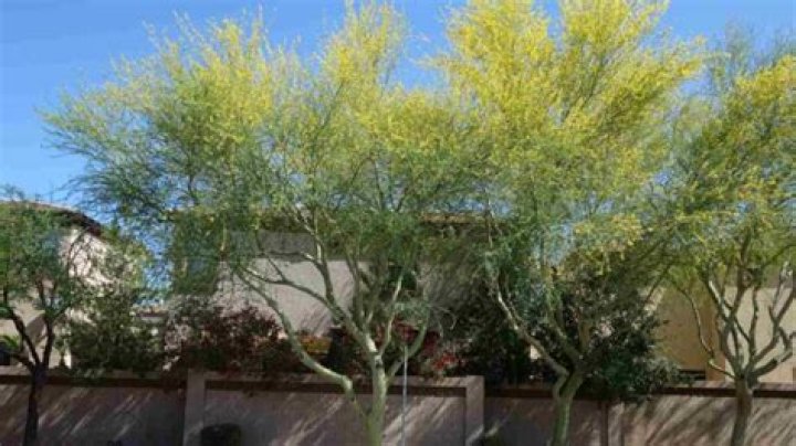 Is palo verde toxic?