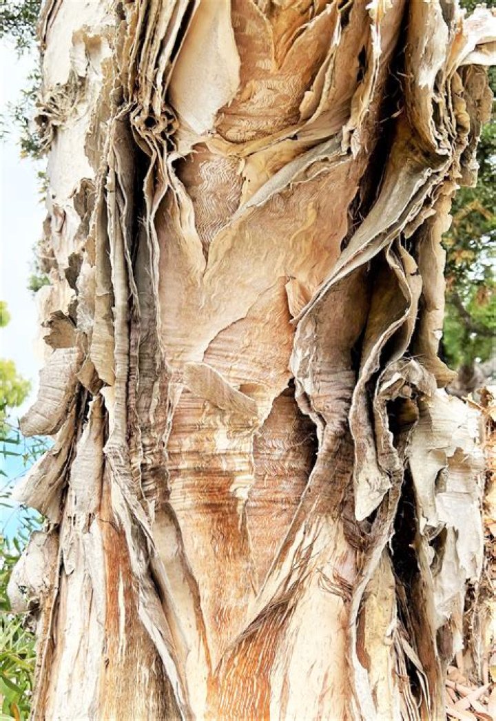 Is peeling bark bad for a tree?