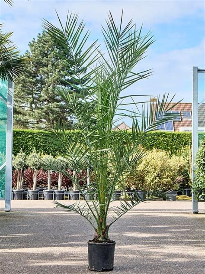Is Phoenix canariensis an indoor plant?
