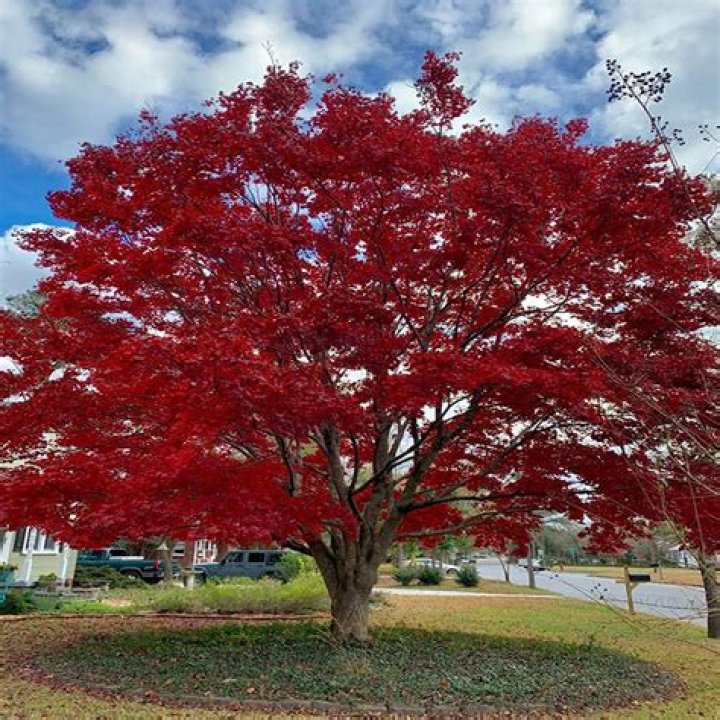 Is red maple a good yard tree?