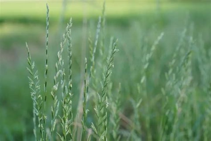 Is rye grass the same as wheat grass?
