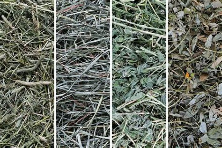 Is sage grass good hay?