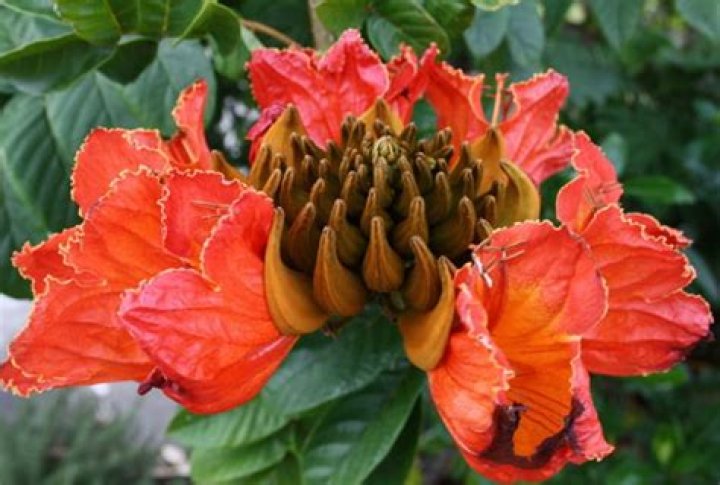 Is the African tulip tree a pest?