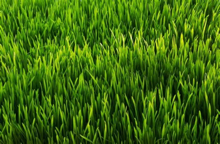 Is the grass green?