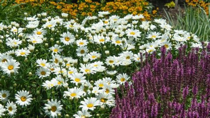 Is the idea of companion plants a myth?
