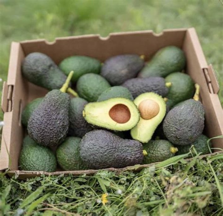 Is the original Hass Avocado tree still alive?