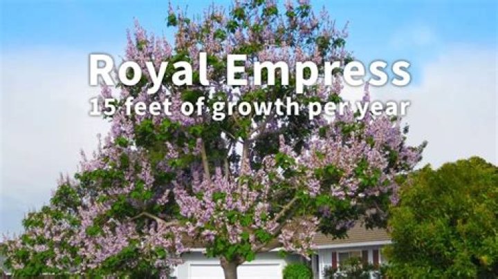 Is the Royal Empress Tree invasive?