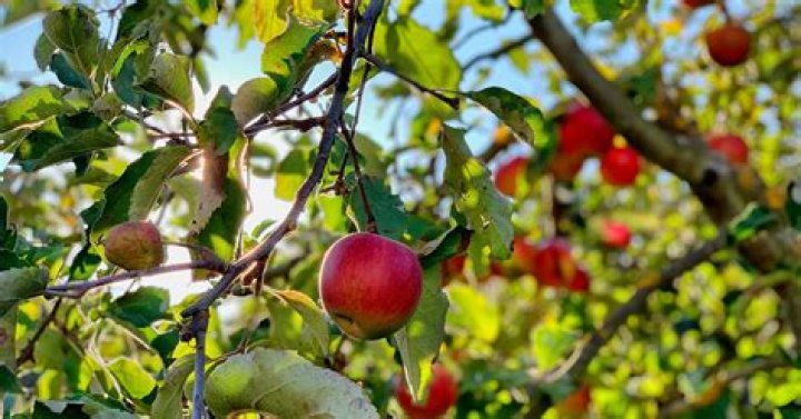 Is there a tree that grows multiple fruit?