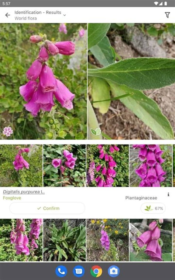 Is there an app for identifying shrubs?