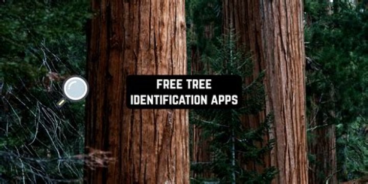 Is there an app to identify trees and shrubs?