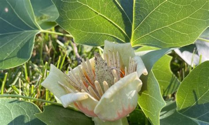 Is tulip poplar worth anything?