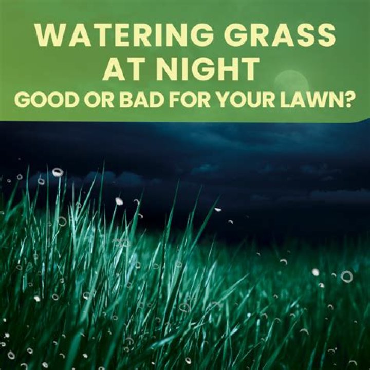Is watering grass at night good?
