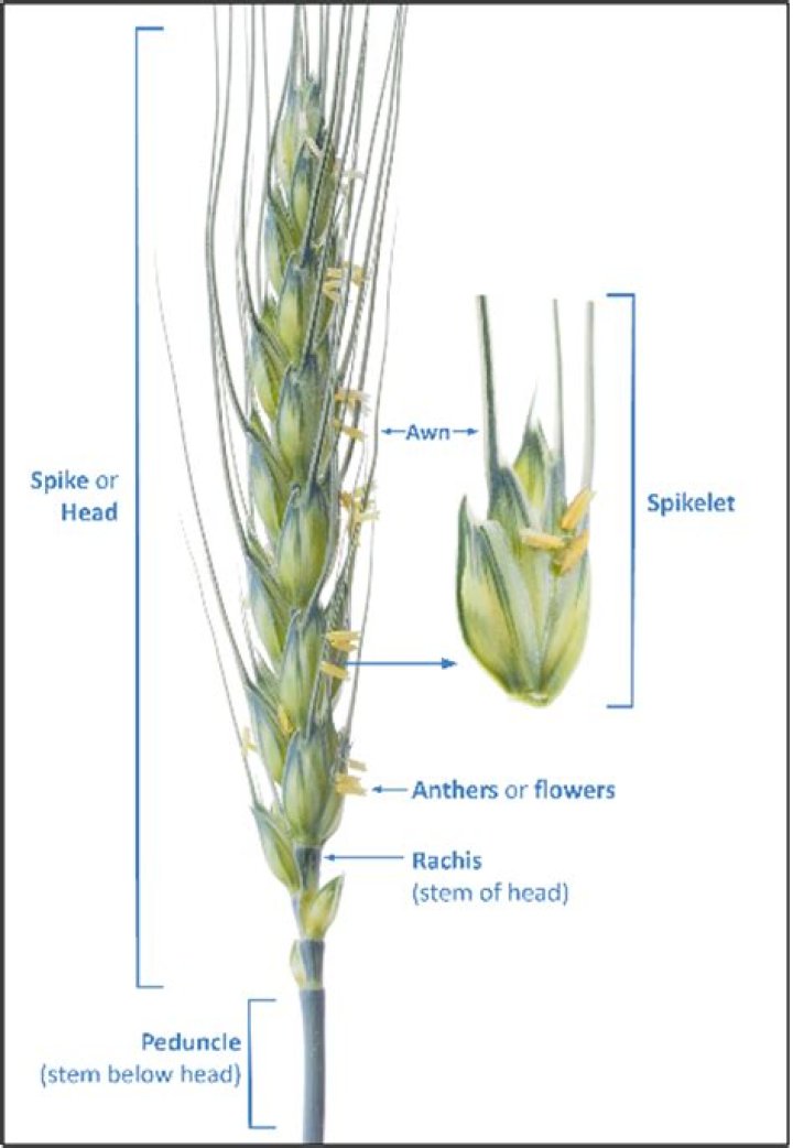 Is wheat a flowering plant?