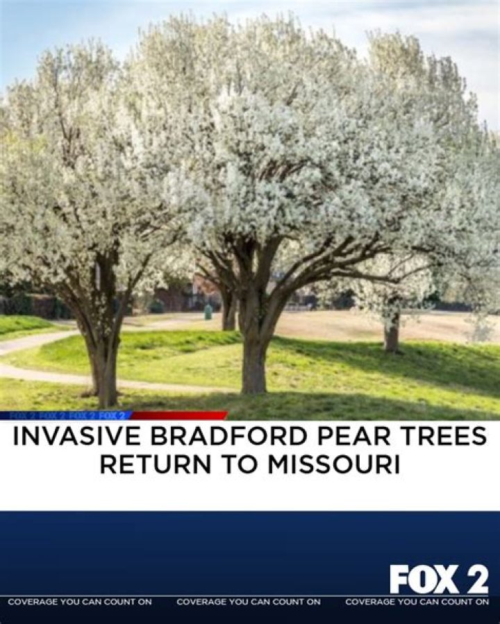 Should Bradford pear trees be removed?