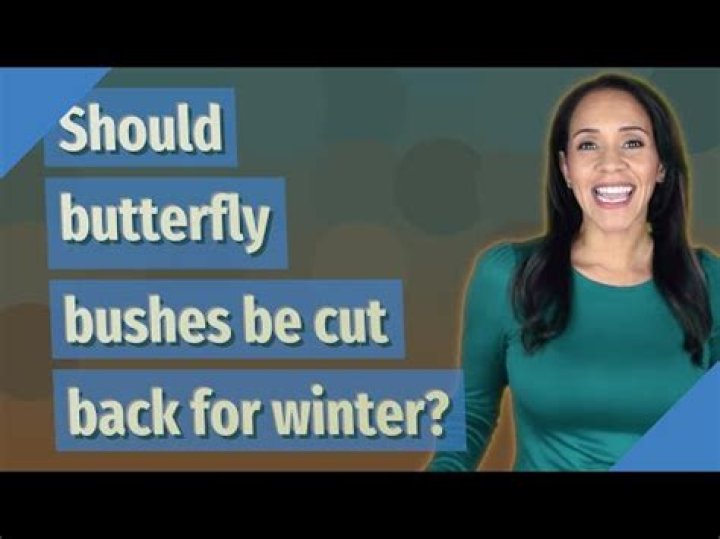 Should butterfly bushes be cut back for winter?