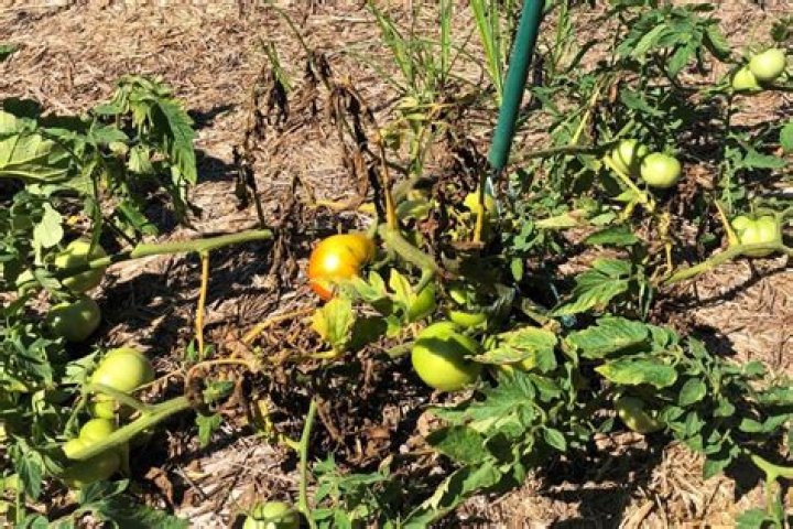 Should I cut yellow branches off tomato plant?