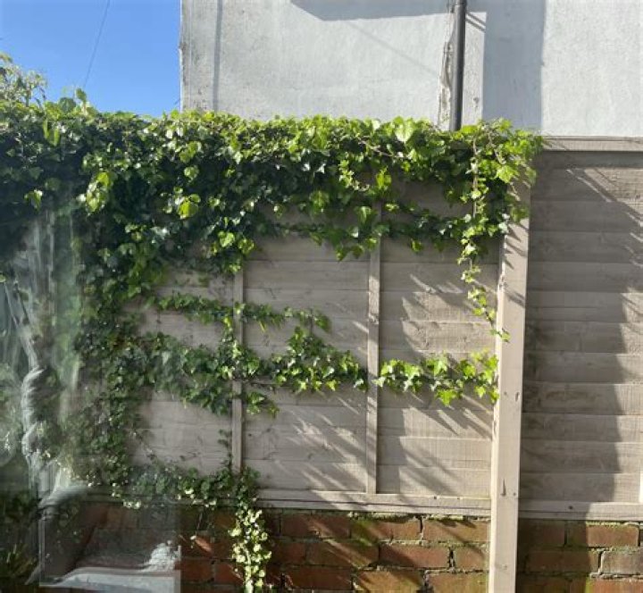Should I let vines grow on my fence?