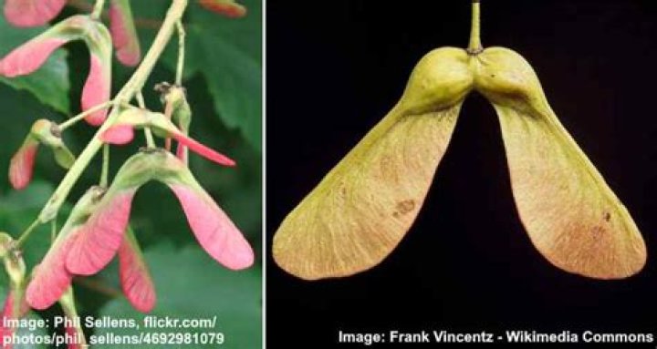 Should I rake up maple seeds?