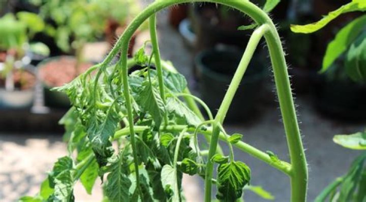 Should I remove the dead leaves from my tomato plant?