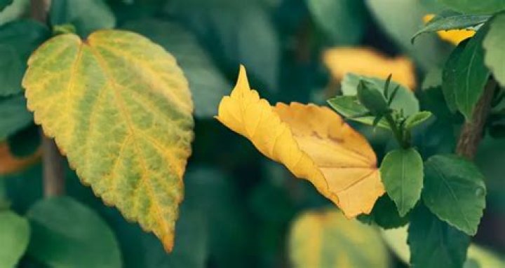 Should I remove yellow leaves from my hibiscus?