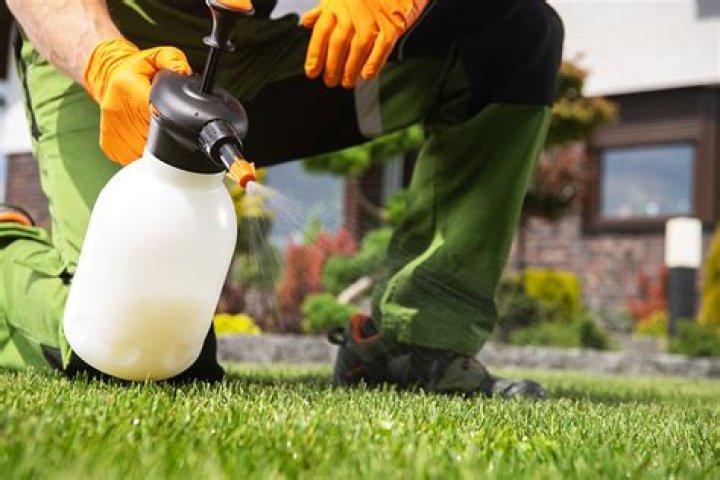 Should I spray my lawn before or after mowing?