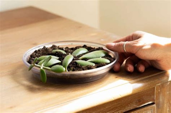 Should I spray water on my succulent leaves every day when propagating?