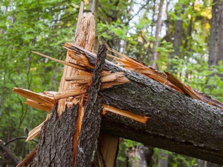 Should I tape a broken tree branch?