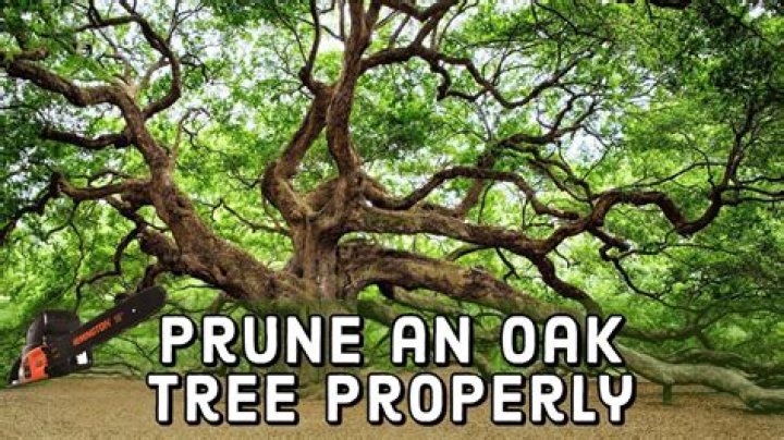 Should prune lower oak branches?