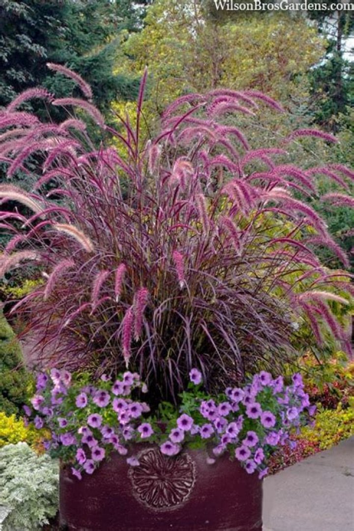 Should purple fountain grass be cut back in winter?