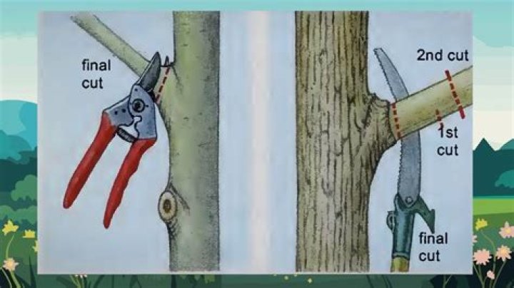 Should you remove dead limbs from trees?
