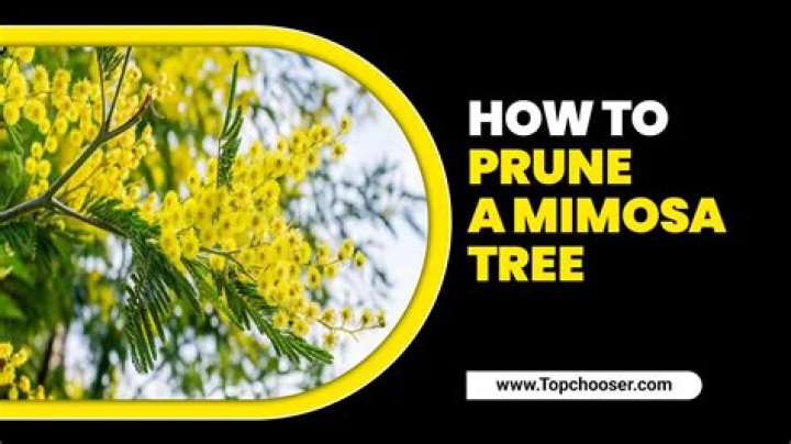 Should you trim a mimosa tree?
