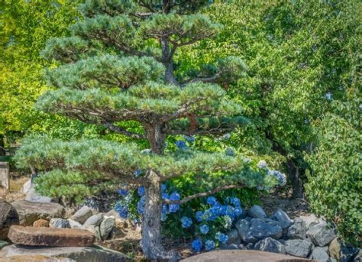Should you trim the bottom branches of a pine tree?