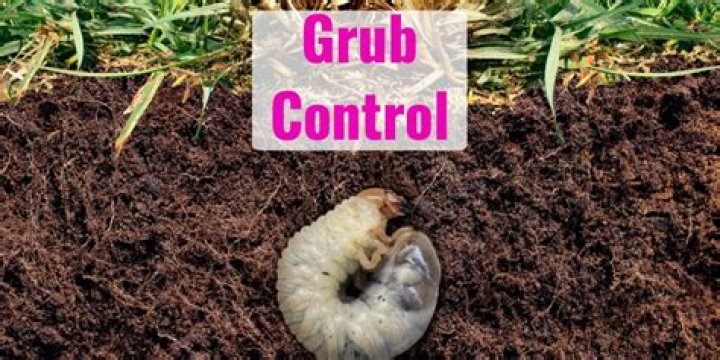Should you water after putting down grub control?