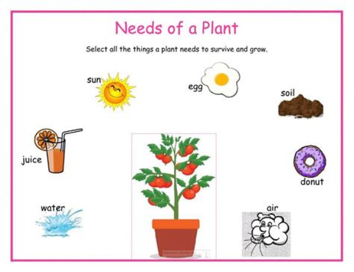 What 3 things does a tree need?
