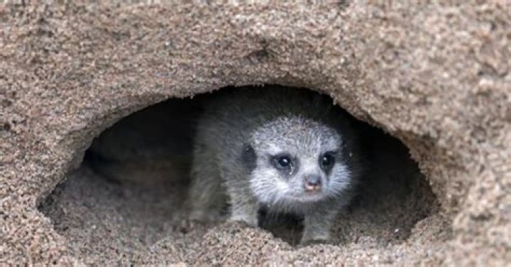 What animal burrows into the ground?