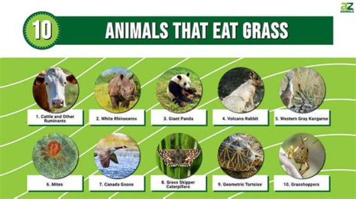 What animal eats grama grass?