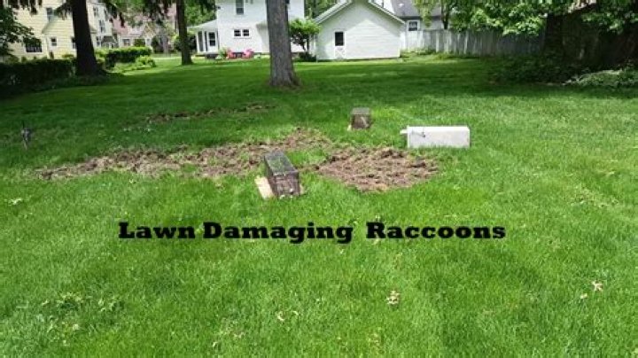 What animal is ripping up my lawn?