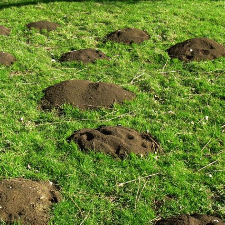 What animal pushes up mounds of dirt?